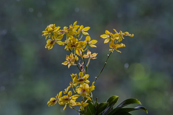 Closeup Small Yellow Orchid Flowers — Stock Photo, Image