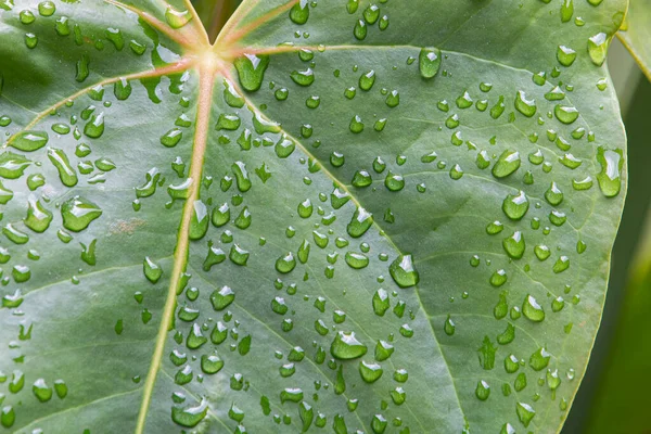 Zbliżenie Kropli Deszczu Dużym Zielonym Liściu Anthurium — Zdjęcie stockowe