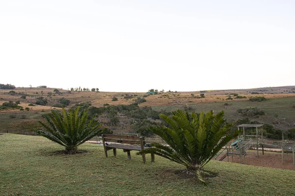 Dois Cycads Que Crescem Jardim Com Pastagens Atrás — Fotografia de Stock