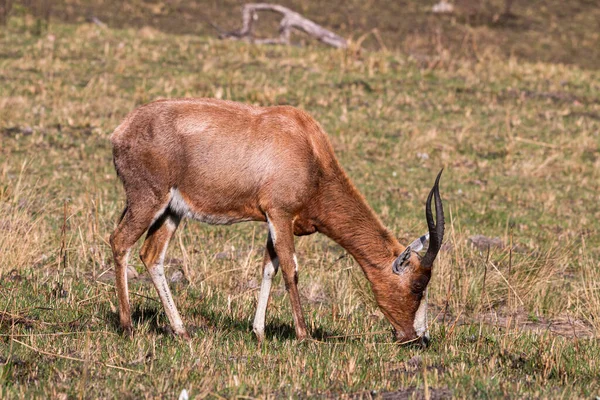 Einzelne Antilopen Grasen Auf Trockenem Grasland Südafrika — Stockfoto