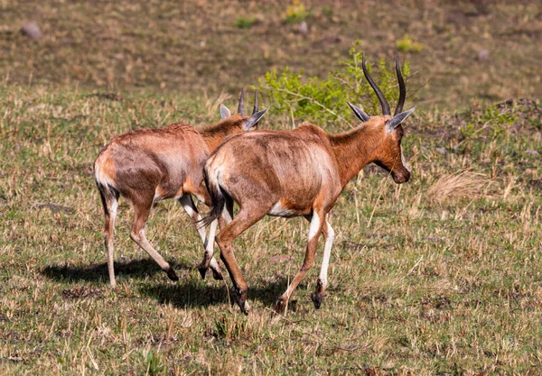 Antelope Retreating Dry Grassland South Africa — Stock Photo, Image