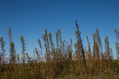 Yolun kenarında yetişen yabani otlar.