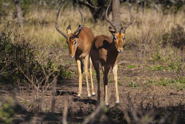 Doğal çalı bitkilerindeki iki nyala antilobunu kapatın.