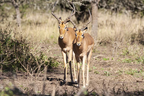 Close Two Nyala Antelope Natural Bushy Vegetation — Stock Photo, Image