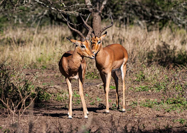 Close Dois Nyala Antílope Vegetação Arbustiva Natural — Fotografia de Stock