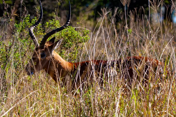 Primo Piano Antilope Nyala Maschile Fitta Vegetazione Cespugliosa — Foto Stock