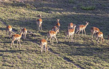 Tarlada otlayan uzun gölgeler ve antiloplar