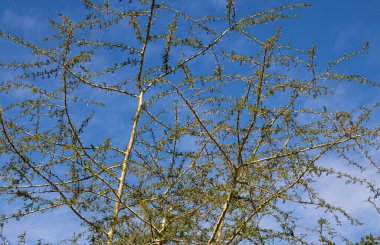 Mavi gökyüzü arka planına sahip ağaçlarda yeni yapraklar beliriyor