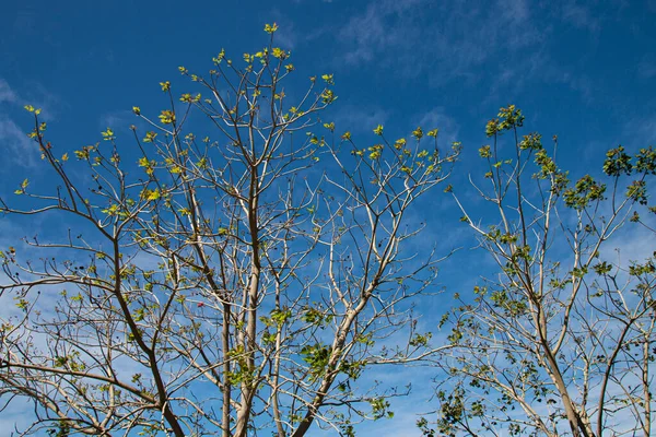 Nové Listy Objevující Stromech Modrou Oblohou Pozadí — Stock fotografie