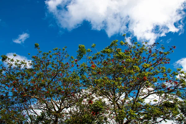 青空を背景に木々の上に新しい葉や花を咲かせます — ストック写真