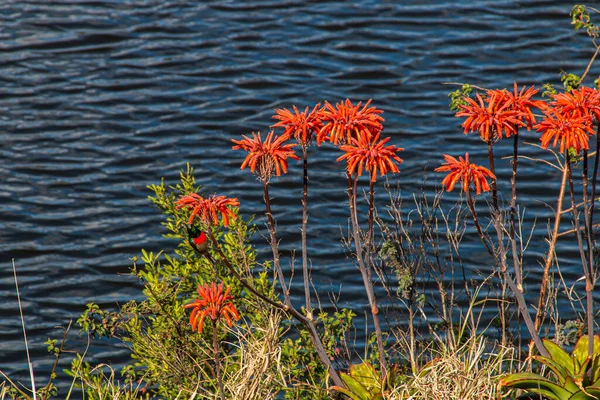 Colorido Sunbird Flores Aloe Naranja Brillante Junto Río —  Fotos de Stock