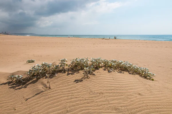 Pescadores Costa Com Plantas Dunas Primeiro Plano — Fotografia de Stock