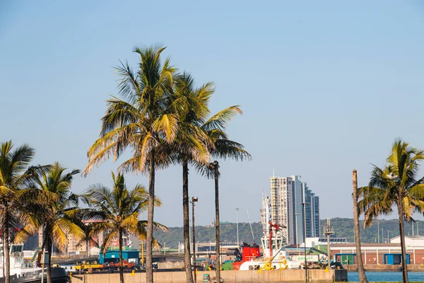 Durban Limanında Yetişen Palmiye Ağaçları — Stok fotoğraf