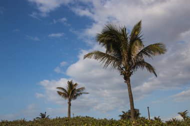Bulutlu mavi gökyüzüne karşı uzun palmiye ağaçları