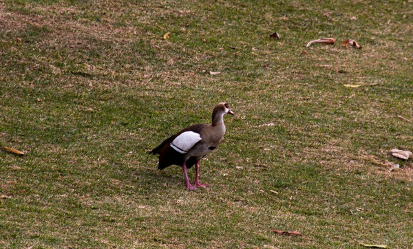 Oie Égyptienne Unique Sur Herbe Courte Rive Rivière — Photo