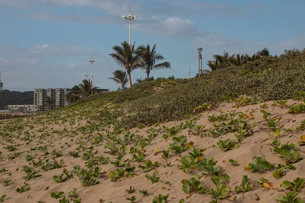 Durban Kum Rehabilitasyonu Arka Planda Blöf — Stok fotoğraf