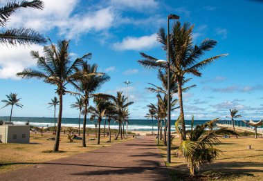 Pedestrian walkway leading to sea lined with palm trees