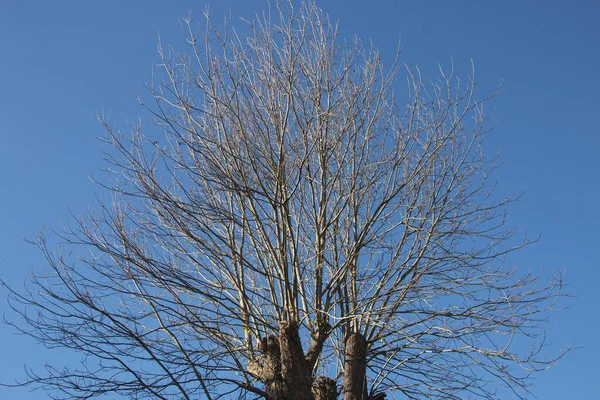 Bladloze Droge Takken Tegen Diepblauwe Lucht — Stockfoto