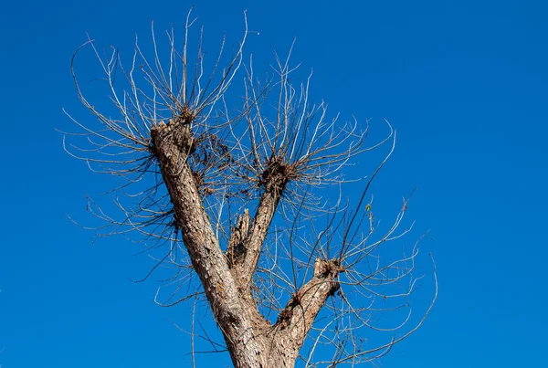 Ramas Secas Sin Hojas Contra Cielo Azul Profundo —  Fotos de Stock