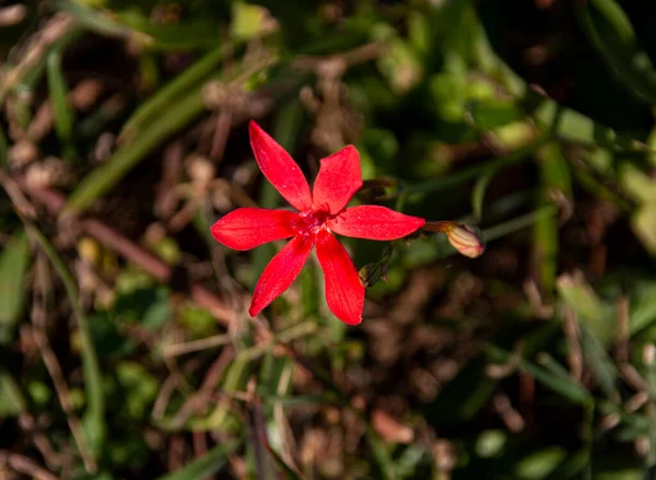 Tiny Indigenous Red Flower Green Grassland — Stock Photo, Image