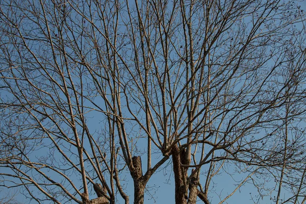 Fotografowanie Gałęzi Bez Liści Przyciętym Drzewie — Zdjęcie stockowe