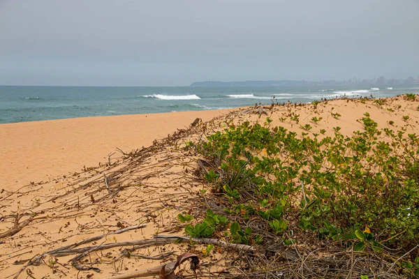 Vegetazione Naturale Che Cresce Sulle Dune Riabilitazione — Foto Stock
