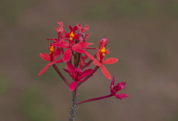 Red Epidendrum Orchid Flowers Covered Scale — Stock Photo, Image