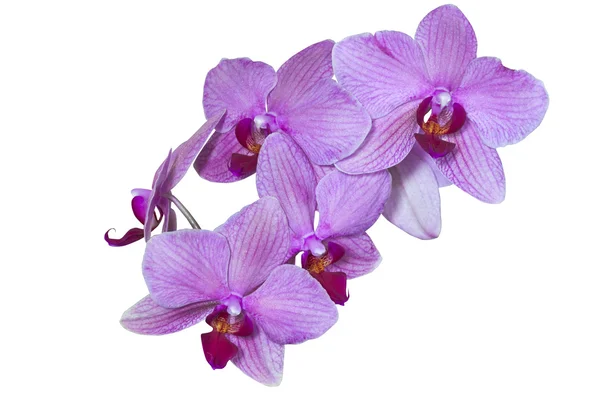 Isolierte Phalaenopsis-Orchideenblüten in rosa und weiß — Stockfoto