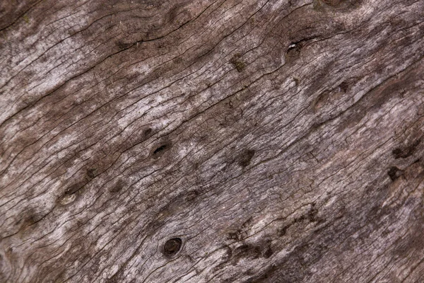 Nahaufnahme von Textur und Maserung auf Tamboti-Stumpf — Stockfoto