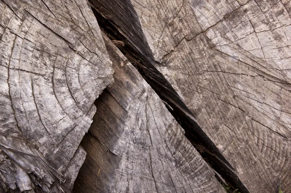 Cracks Due to Weathering on Tamboti Log — Stock Photo, Image