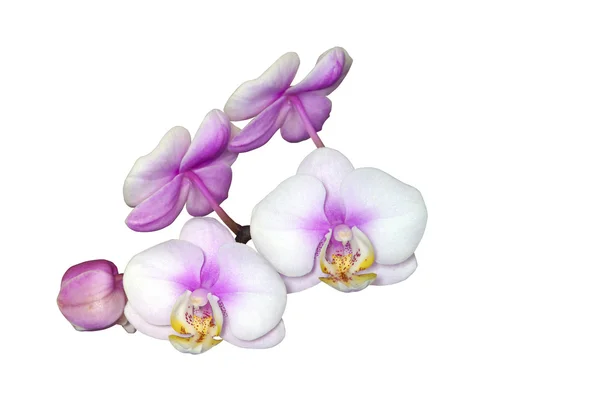 Weiße und rosa Phalaenopsis-Blüten auf weiß — Stockfoto