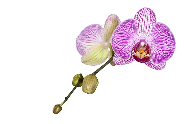 Phalaenopsis Orchid on Stem with Unopened Buds — Stock Photo, Image