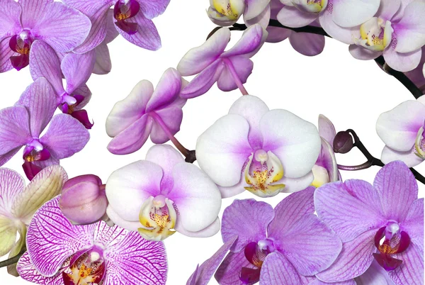 Variety of Pink Phalaenopsis Orchid Flowers on White Stock Image