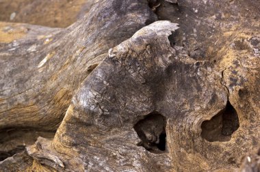 Desen ve dokuları üzerinde yıpranmış ağaç kütüğü