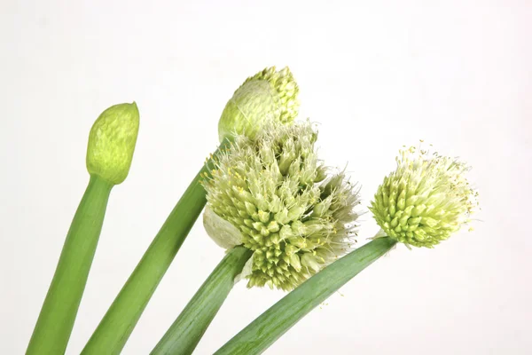 Olika stadier av öppnandet av schalottenlök blomman — Stockfoto