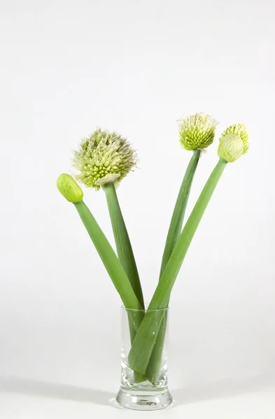 Green Stems and White Flowers of the Scallion Plant — Stock Photo, Image