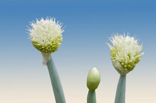 Flores brancas da cebolinha cebola planta — Fotografia de Stock