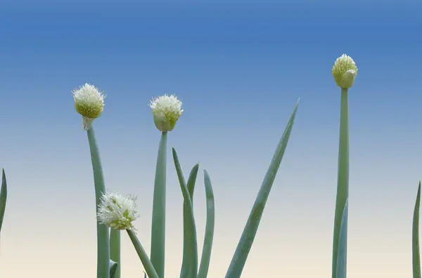 Flores brancas e folhas verdes da planta cebolinha — Fotografia de Stock