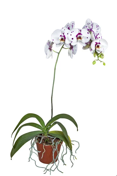 Kvetoucí orchidej phalaenopsis s kořeny z hrnce — Stock fotografie