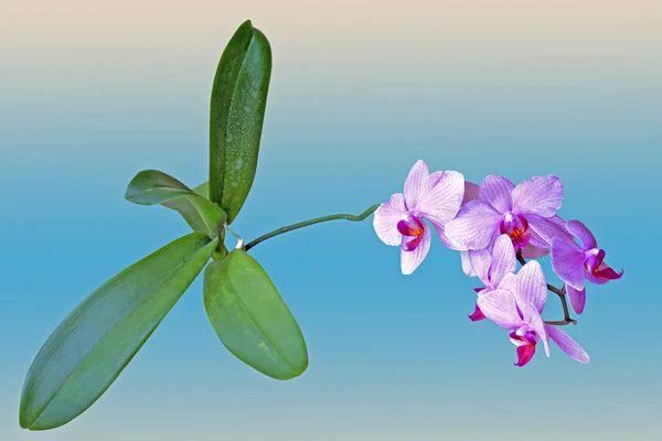 Phalaenopsis orquídea com espiga de flores listradas de doces rosa — Fotografia de Stock