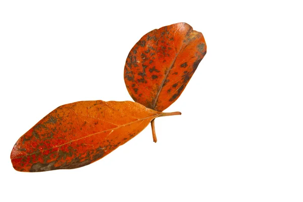 Twee seizoensgebonden rode en oranje Herfstbladeren — Stockfoto