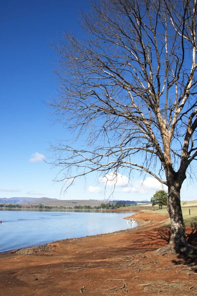 Árvore sem folhas nas margens da barragem de midmar — Fotografia de Stock