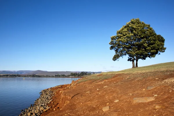 Ensamt träd på stranden av Midmar Dam — Stockfoto