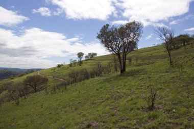tabiatı otlaklar çalışan patika sarma