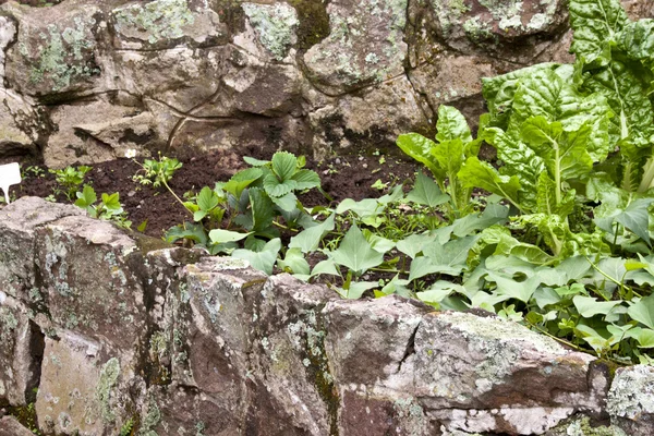 Strawberries, Swiss Chard and Sweet Potatoes Growing in Backyard — Stock Photo, Image