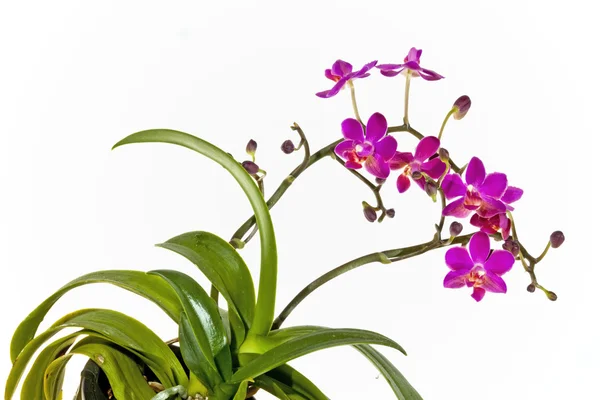 Orquídea phalaenopsis com duas hastes de flores brilhantes — Fotografia de Stock