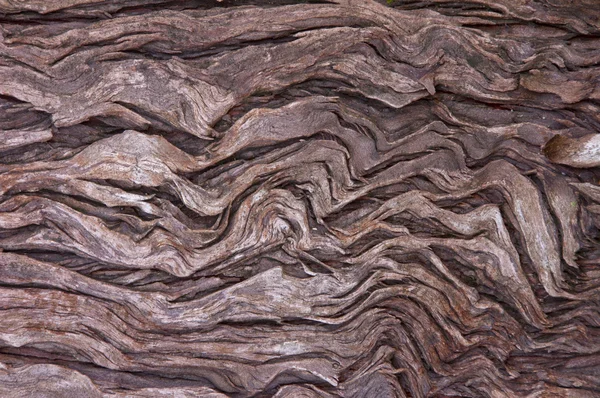 Muster und Texturen der Rinde am Baumstamm — Stockfoto