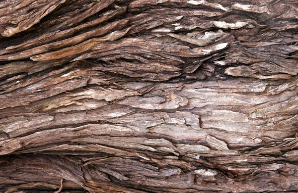 Patterns and Textures on wethered Tree Trunk — Stock Photo, Image