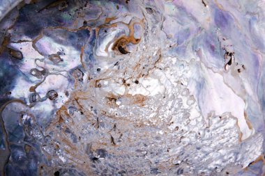 Abalone yumuşakca parlak yanardöner iç kabuk