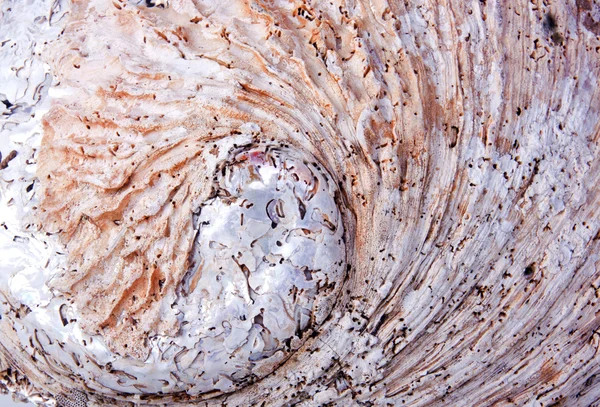 Fechar a casca exterior áspera de abalone — Fotografia de Stock